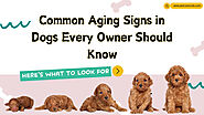 Common Aging Signs in Dogs Every Owner Should Know: davidcarter_838 — LiveJournal