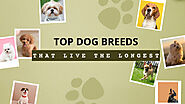 Top Dog Breeds That Live the Longest!