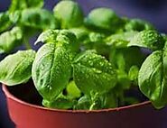 Can Dogs Eat Basil? Or Is Basil Toxic To Dogs?- Muiya