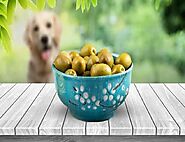 Can Dogs Eat Olives? Are Olives Good For Dogs?Muiya