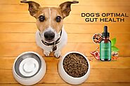 Pawbiotix Reviews: Is It Safe for Your Dog? Discover the Truth!