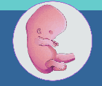 Human Embryology Animations