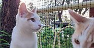 Cat Enclosure Netting Perth | Kittysafe