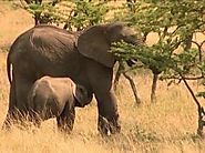 Experience The Wonder Of Nature With Kenya Wildlife Trails Safaris