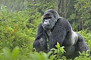 Rwanda Gorilla Trekking Safaris – Grab The Opportunity to Meet Mighty Apes