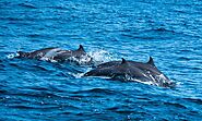 Dolphin Watching in Kalpitiya