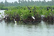 Muthurajawela Marsh in Negombo