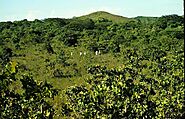 Orange is the new green: How orange peels revived a Costa Rican forest