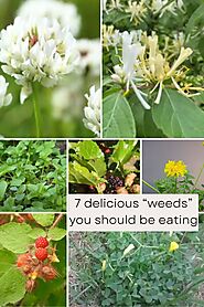 7 Edible Weeds You Didn't Know You Could Eat!