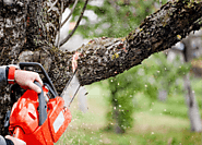 Tree Removal Oakden