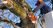 What Is The Best Time Of Year To Prune Trees?