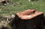 Using the Right Tools for Tree Stump Removal In Adelaide