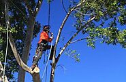 How to Find an Expert Tree Removal Service in Adelaide?