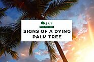 Signs of a dying Palm Tree