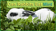 Can Rabbits Eat Mint Leaves, Stems, & Stalk? Yes or Not