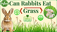 Do Rabbits Eat Grass Safely? The Truth Uncovered! - Rabbits Advisor