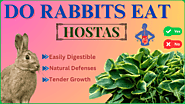 Do Rabbits Eat Hostas (Plants + Leaves)? Myths & Facts - Rabbits Advisor