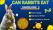 Can Rabbits Eat Dandelions (Flowers + Leaves)? Benefits & Risks - Rabbits Advisor