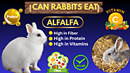 Can Rabbits Eat Alfalfa (Hay, Sprouts, Pellets, & Cubes)? Guide