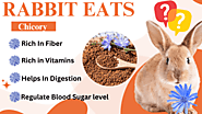 Is Chicory Bad For Rabbits? Yes or No