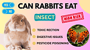 Do Rabbits Eat Insects? What Science Says - Rabbits Advisor