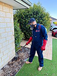 DIY vs. Professional Ant Treatment Perth: What Works Best?