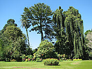 Royal Botanical Gardens of Peradeniya