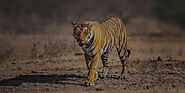 6 Days Golden Triangle Tour with Ranthambore - Treasure Trip India