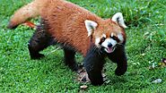 Red Panda - NationalGeographic.com