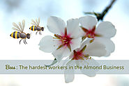 Bees: The hardest workers in the Almond Business