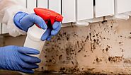 iframely: Why Mold Remediation is Important for Your Home and Health