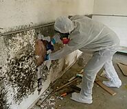 Things to Look for When Hiring a Mold Remediation Company
