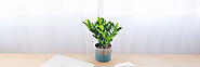 How to Choose the Perfect Planters for Indoor Plants