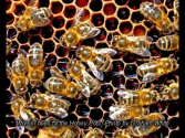The Neonicotinoid View: Honey Bee Health Report Discussion