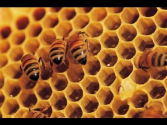 The Neonicotinoid View: Peter Jenkins Discusses EPA Lawsuit