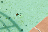 Leaves and debris floating in a neglected swimming pool.