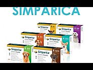 Simparica – A Flea And Tick Preventive Treatment for Dogs