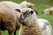 I feed your sheep by helping teachers and preservice teachers tell Your story using multimedia.