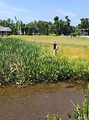 Treating Cattails in Jacksonville NC Pond