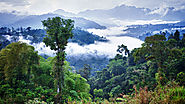 Trees in the Amazon make their own rain