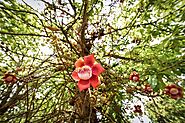 Sal Tree: Majestic Canopy of Sacred Forests – Grow Billion Trees