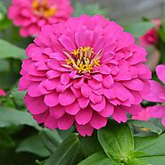 Buy Pink Flower Plants online from Nurserylive at lowest price.