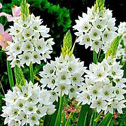 Buy Chincherinchee Flower Bulbs online from Nurserylive at lowest price.