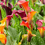 Buy Calla Lily Flower Bulbs online from Nurserylive at lowest price.