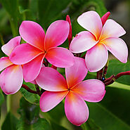 Buy Plumeria Champa Plants online from Nurserylive at lowest price.