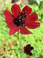 Extinct Plants – Top 10 Plants That Are Now Just a History | Blog.Nurserylive.com | gardening in india