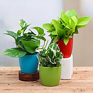 Buy Plants for Kitchen online from Nurserylive at lowest price.