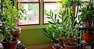 Did You Know These 10 Plants Absorb CO2 At Night As Well ! | Nurserylive
