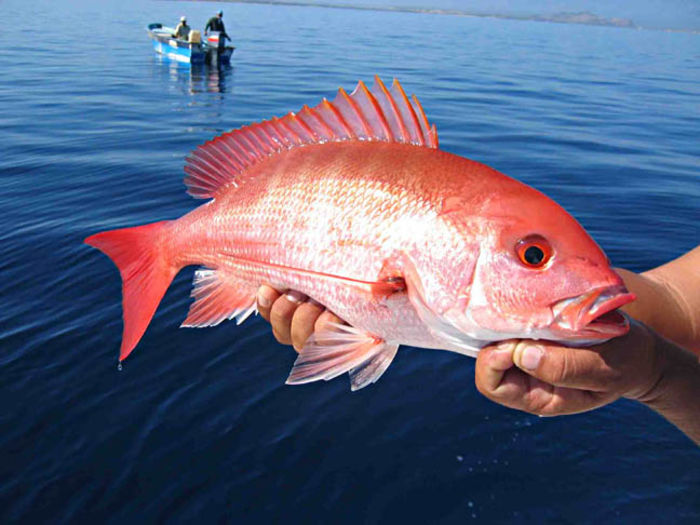 Top Game Fish Types in Doha Bounties of the Ocean A Listly List