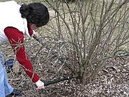 Making the Cut: 10 Tips for Pruning